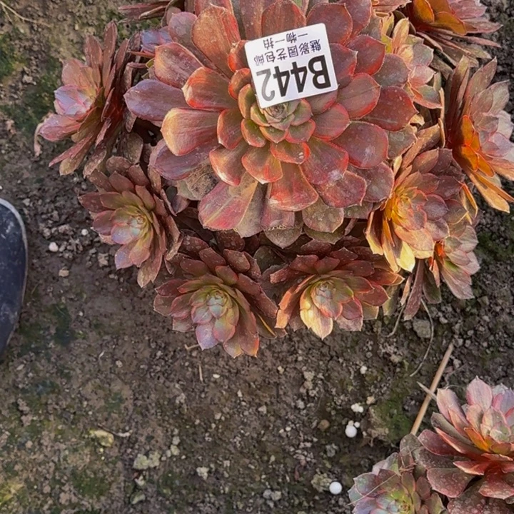 男爵花25-51包邮花花