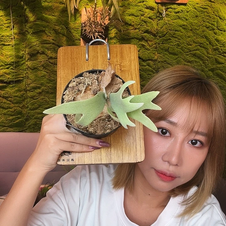 不开花植物侏儒银爪xtst 包上板