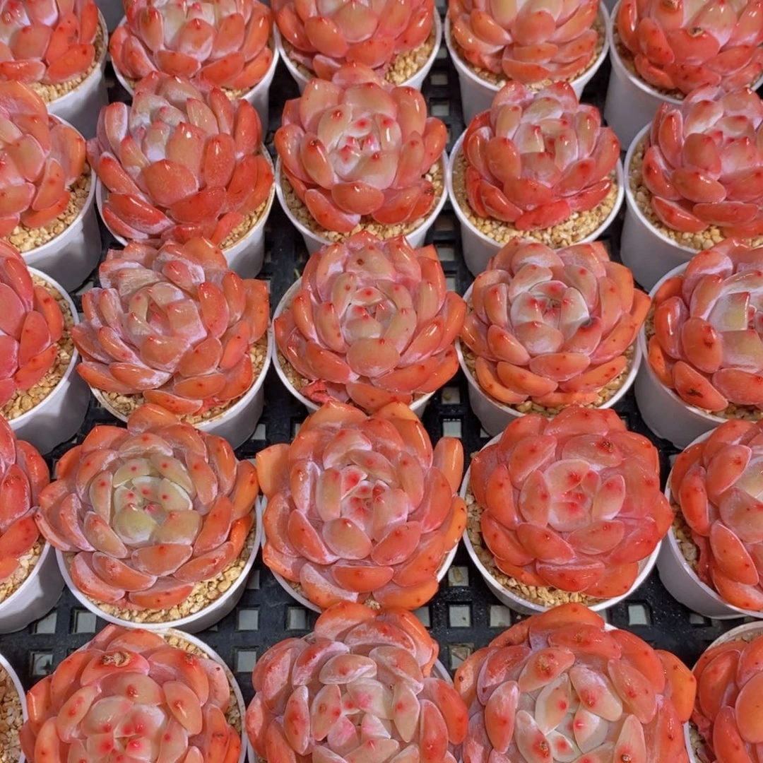 量拍54号 精品奶油果冻仙女橙单头五个