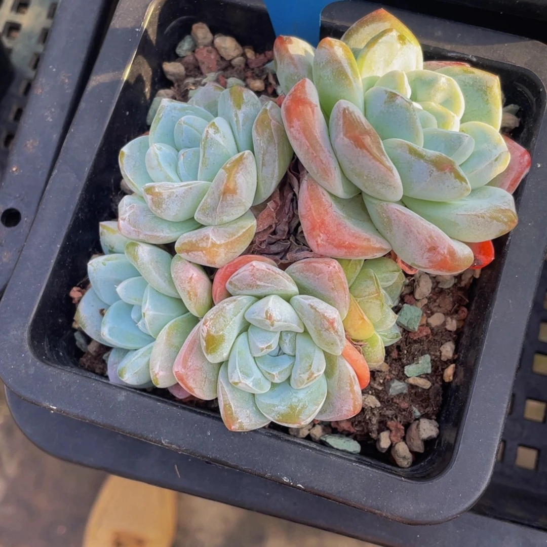 0927-74-奶油冰玉群生一颗