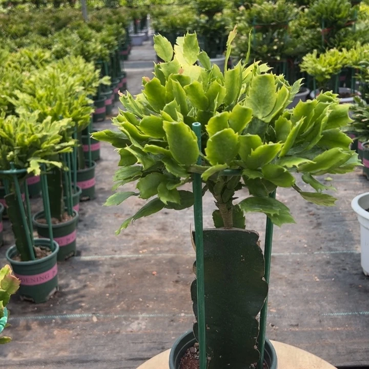 家***娃荷花仙子蟹爪兰6830