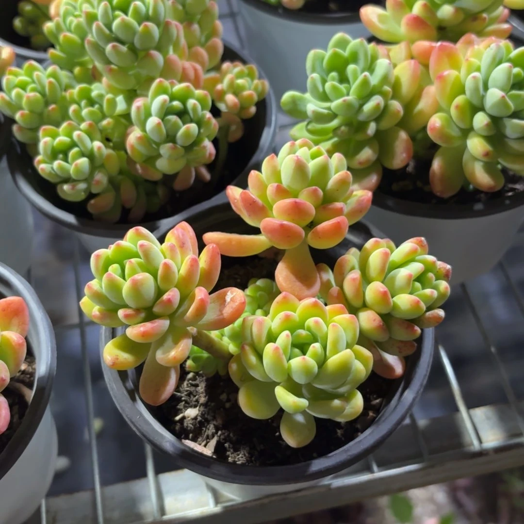 香格里拉11㎝盆特价