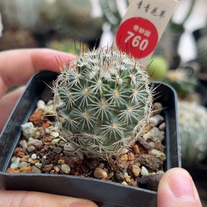 实生白琅玉娇丽3.8cm一棵仙人球
