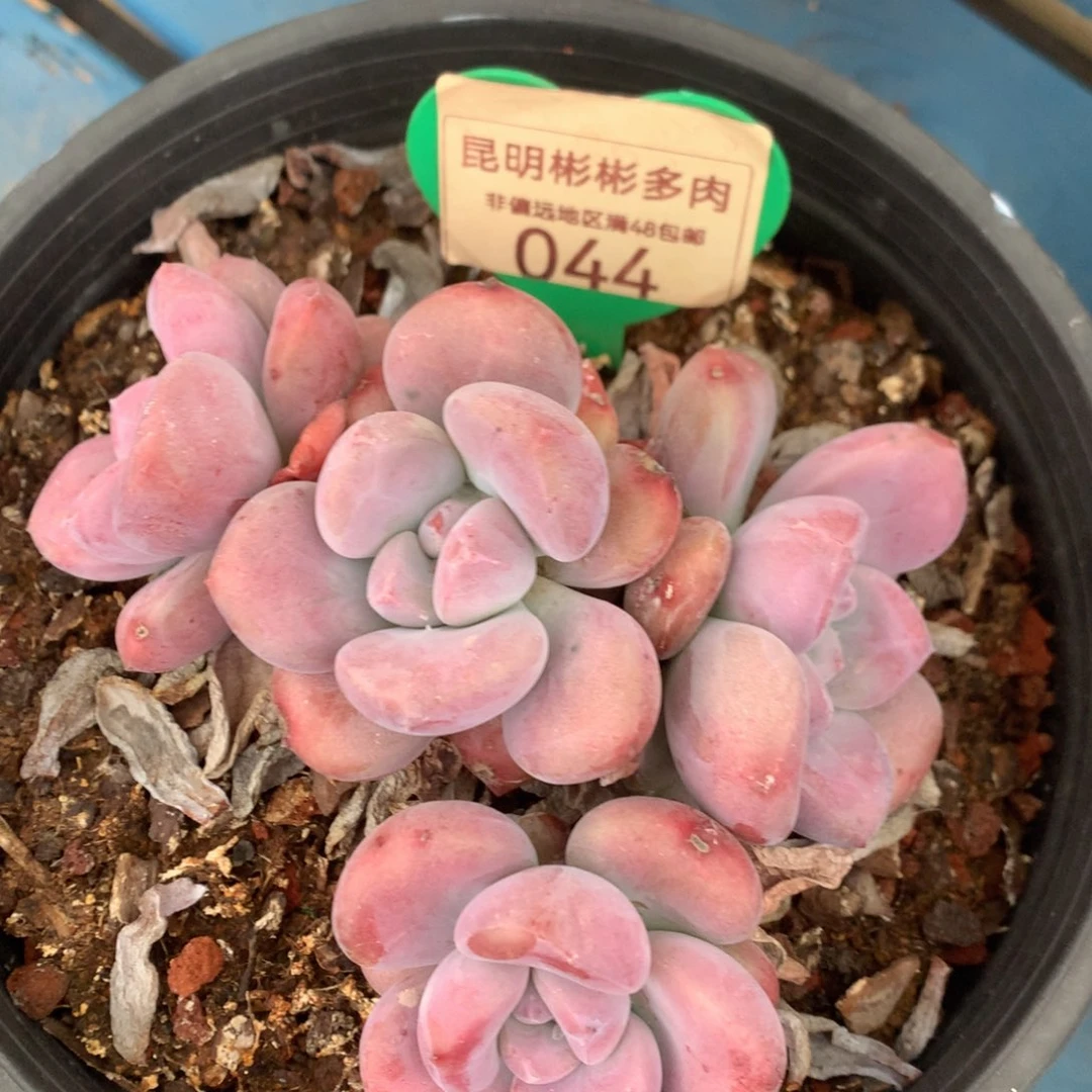 丸叶奥普无砍老桩044