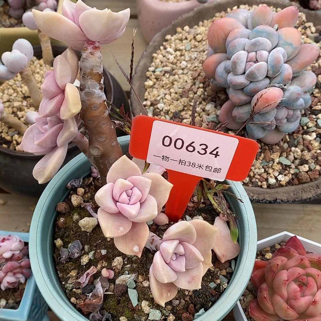 634那个莉莉咯困哦哦哦哦恶魔