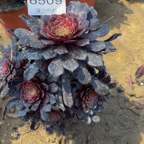 黑桐中班多肉多肉肉6509