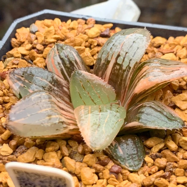 稀有亲指姬筋斗云青蟹锦瓦苇十二卷多肉植物办公桌面