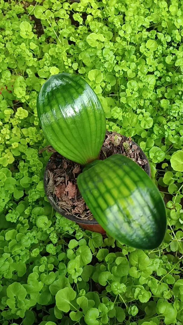 新一代俊王花苗   君子兰下单不支持退货