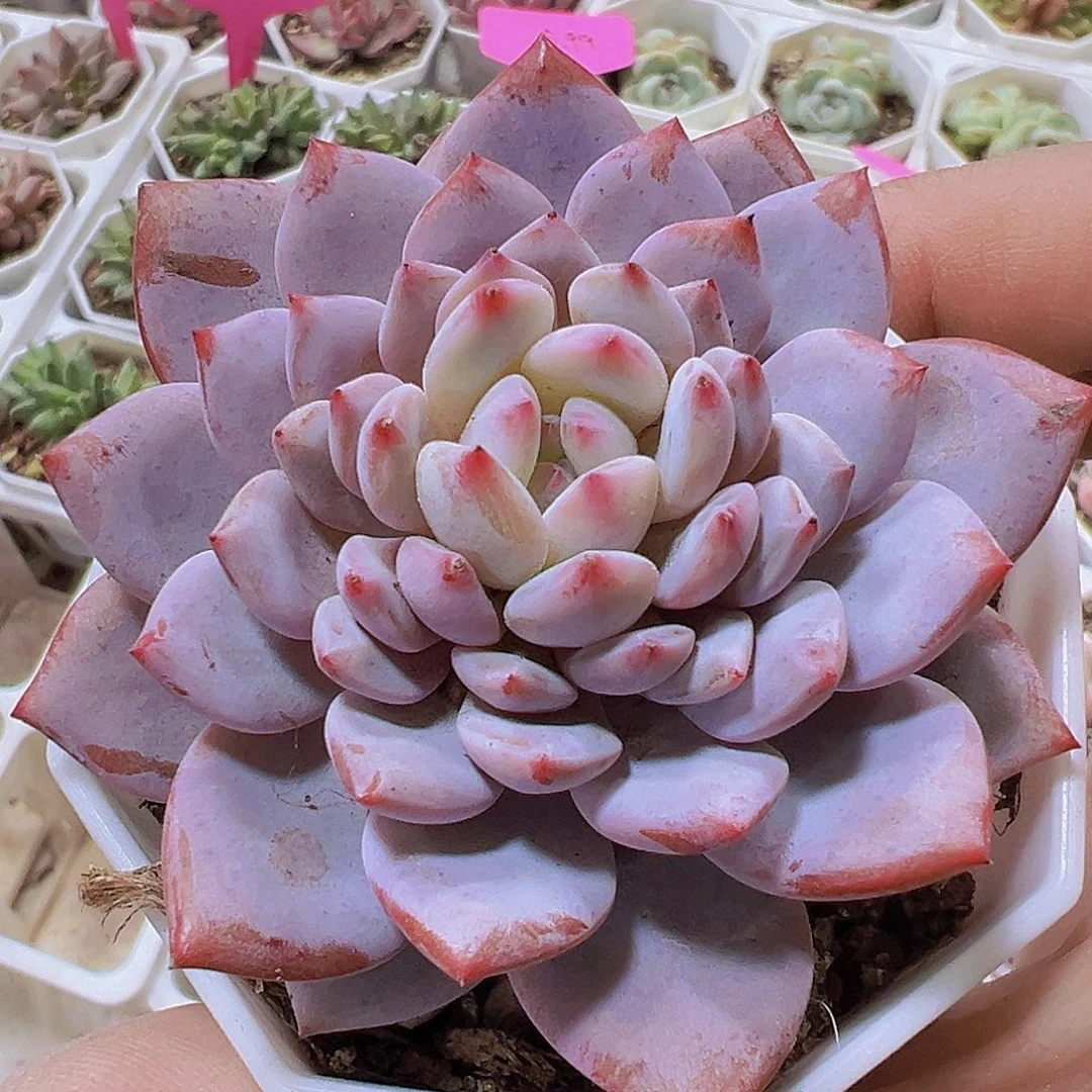 大单头玉芙蓉19包邮