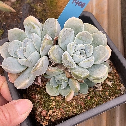 1400多肉植物老桩