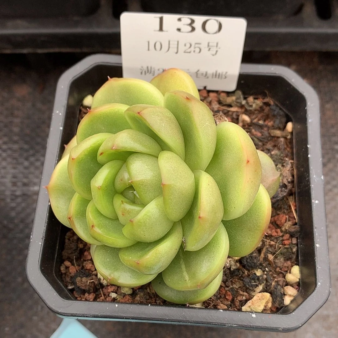 【闪购商品】云130号