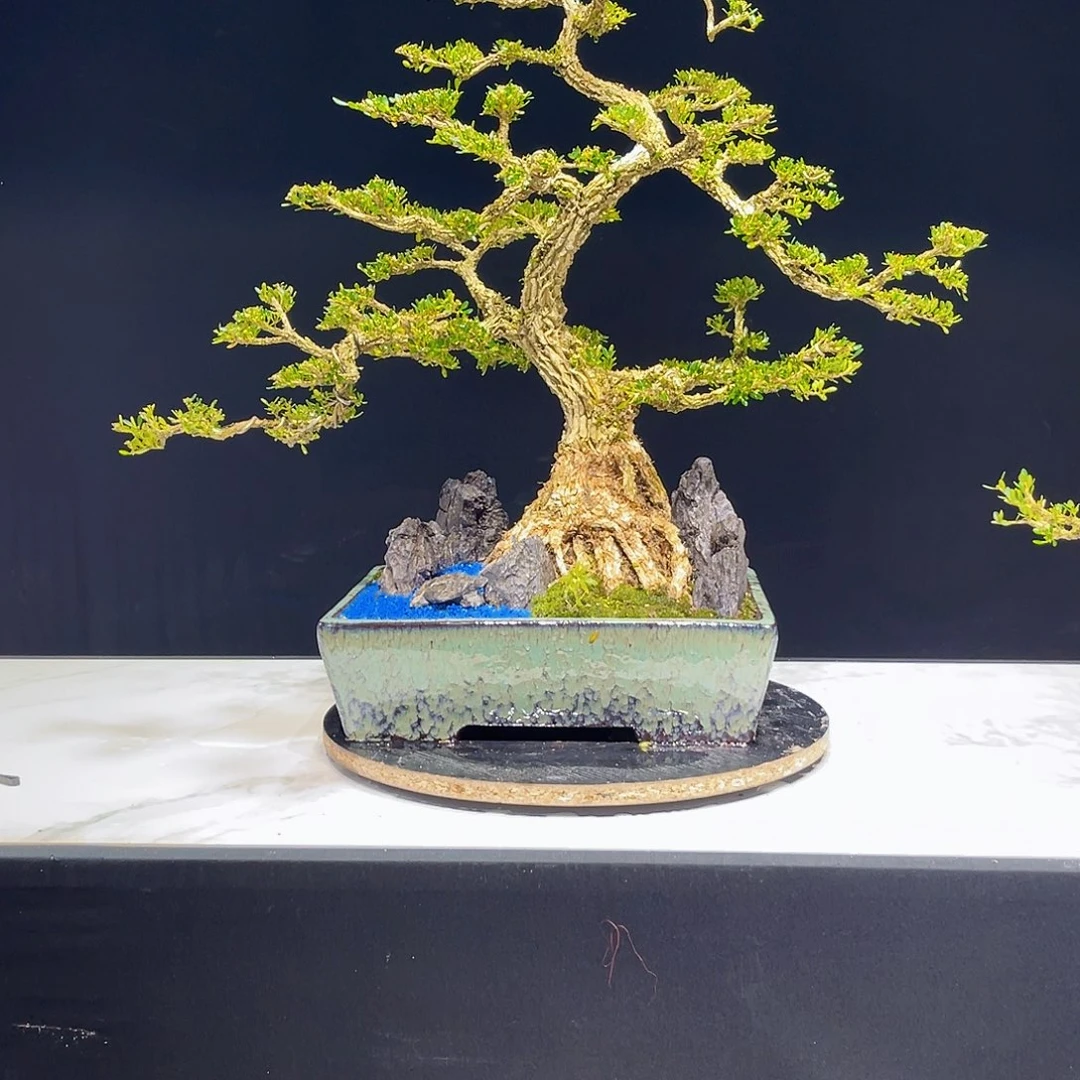 德***邻当前无花栽培后可以开花