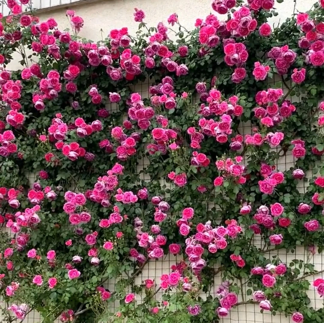 【混色爬藤蔷薇花种子】家庭阳台小院四季种植盆栽地栽易种易活