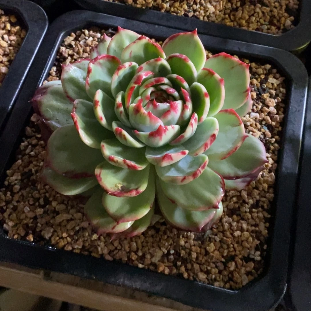 兔***子惊鸿仙子一物一拍