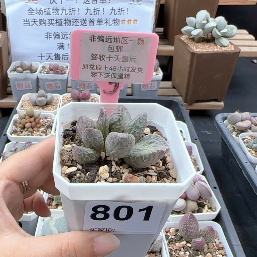 801大鱼海棠多肉植物