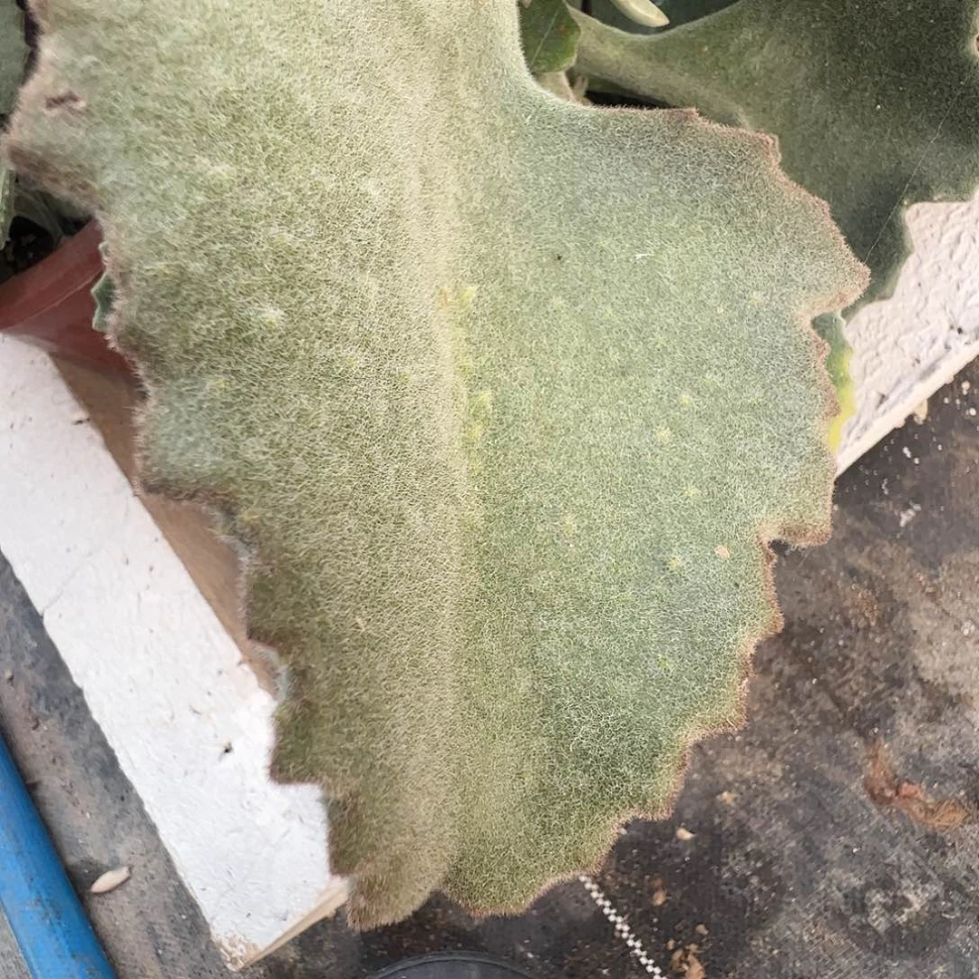 呸***酪多肉植物多肉植物