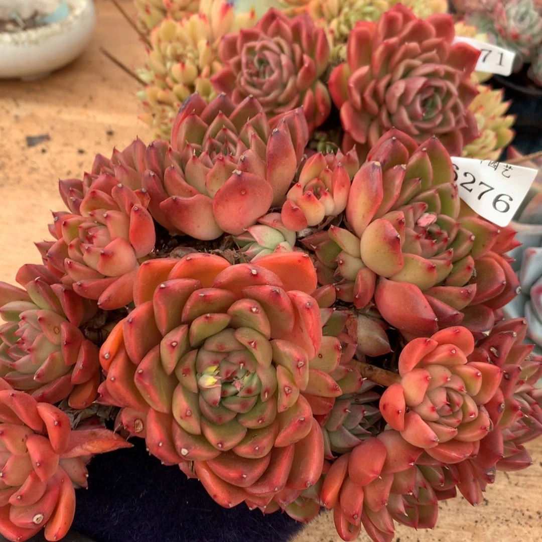 6276新年快乐发发发