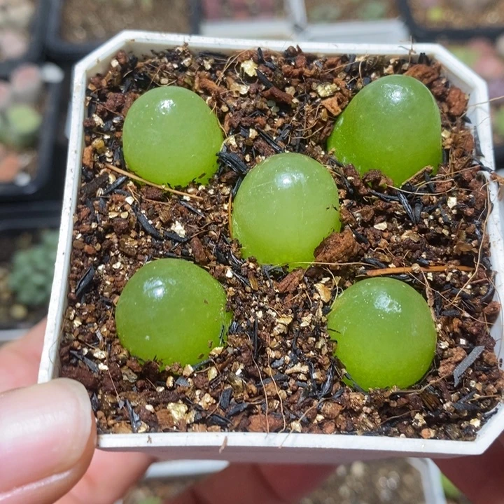 优选灯泡1.78特价款