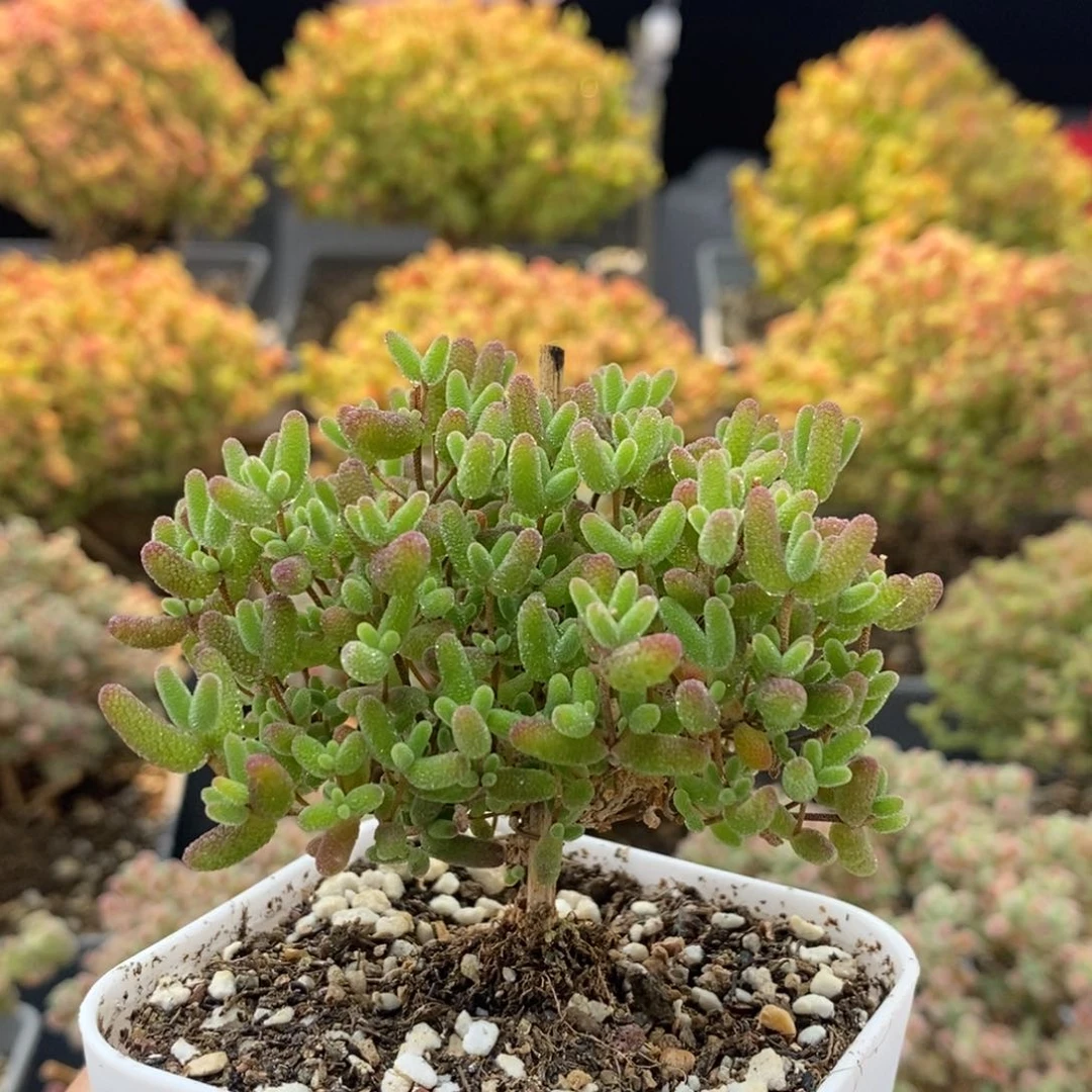 禧蜜橘糖球1530枝干番杏