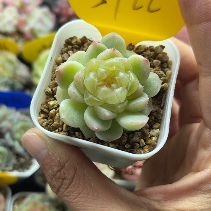 福利财富密码单头5722