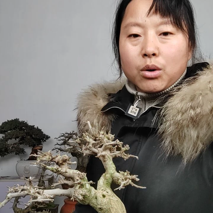 对接白蜡盆景桩J*