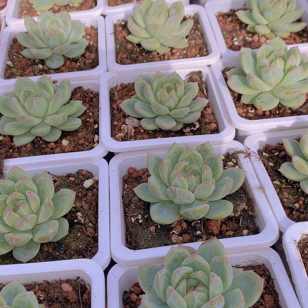 雪花珍妮34567788999999