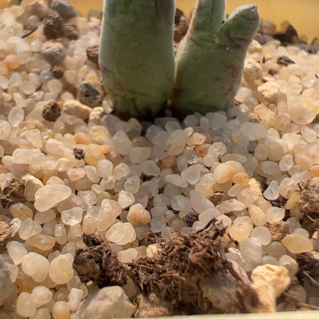 903 好看的多肉冲冲冲