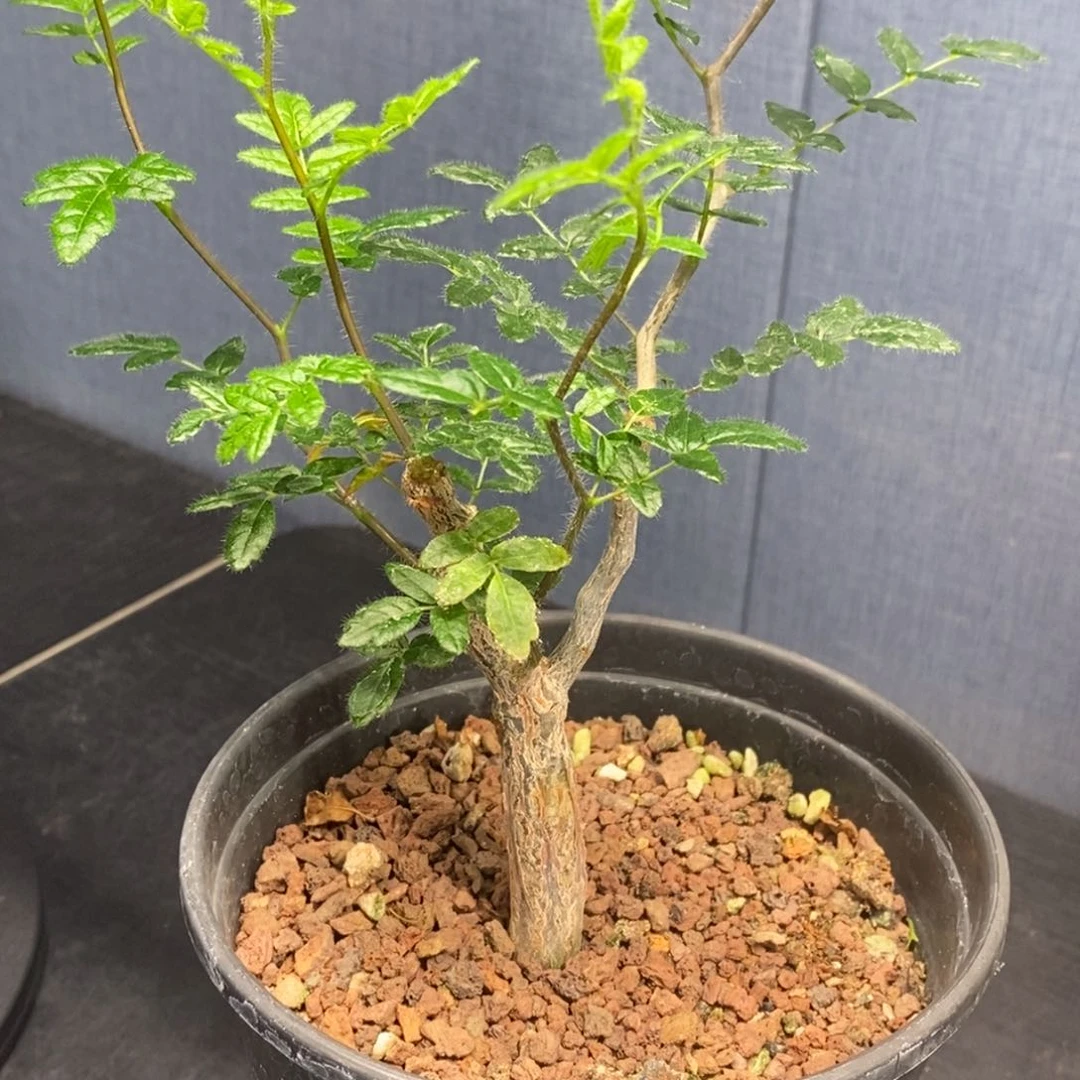 滔天橄榄实生没药