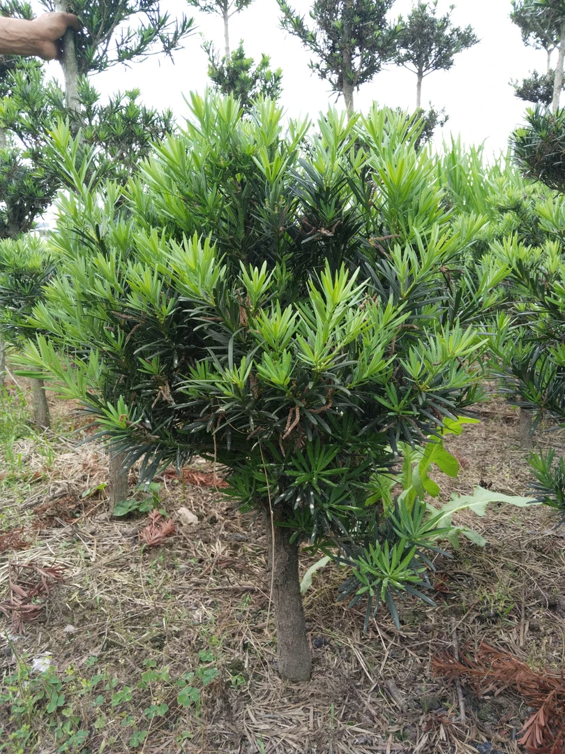 直播间罗汉松一物一拍,以直播间实物为准