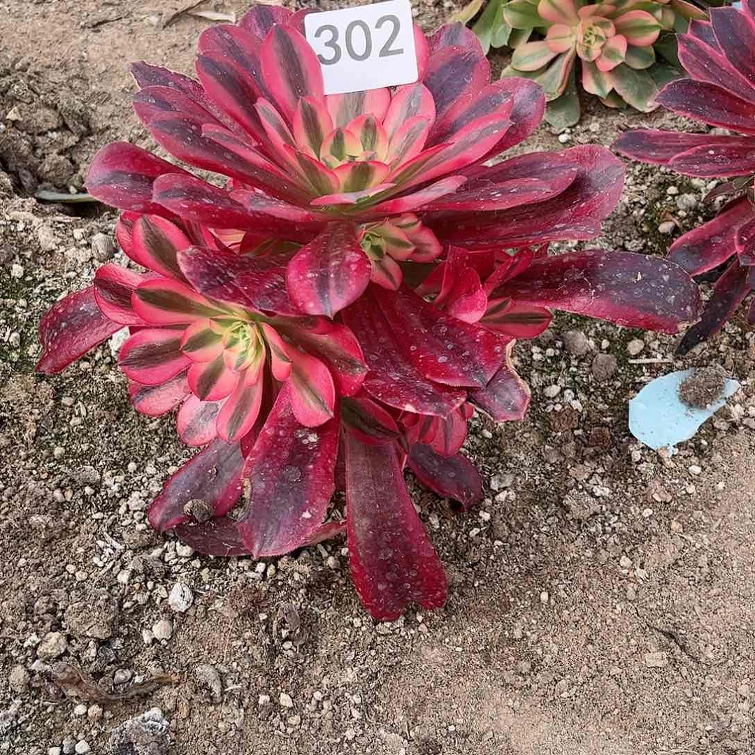 多肉植物美杜302
