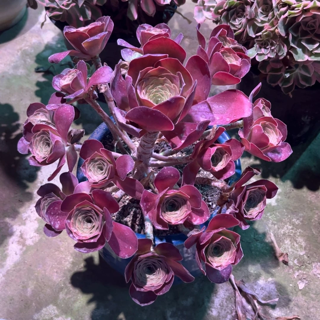 多肉植物魅金玫瑰0001