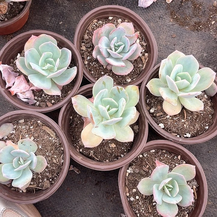 晨语多肉，量拍小小凤，5颗