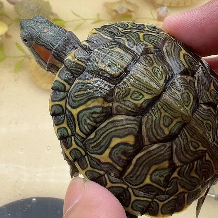 绿毛龟母巴西龟1111