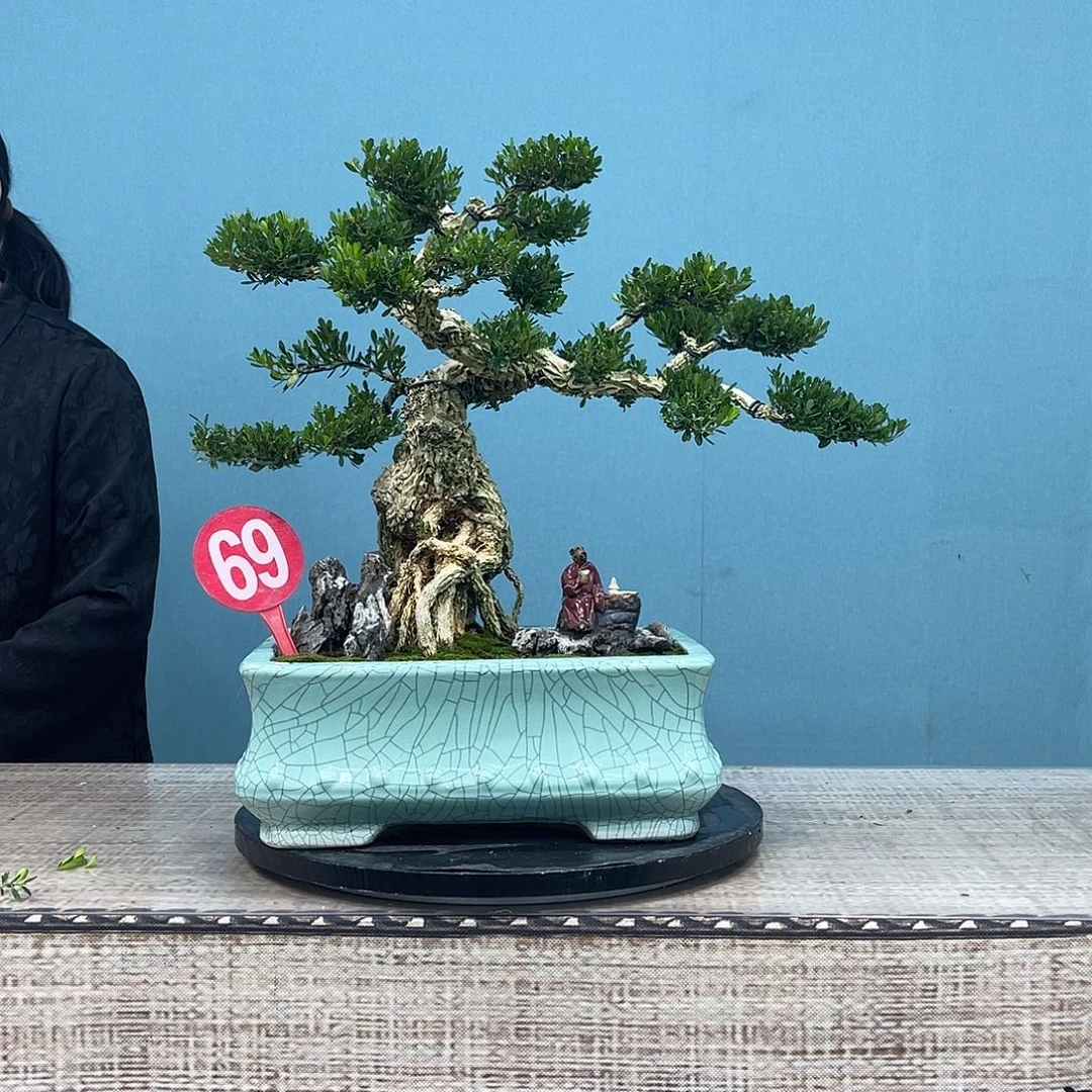 以实际为准精品黄杨盆景