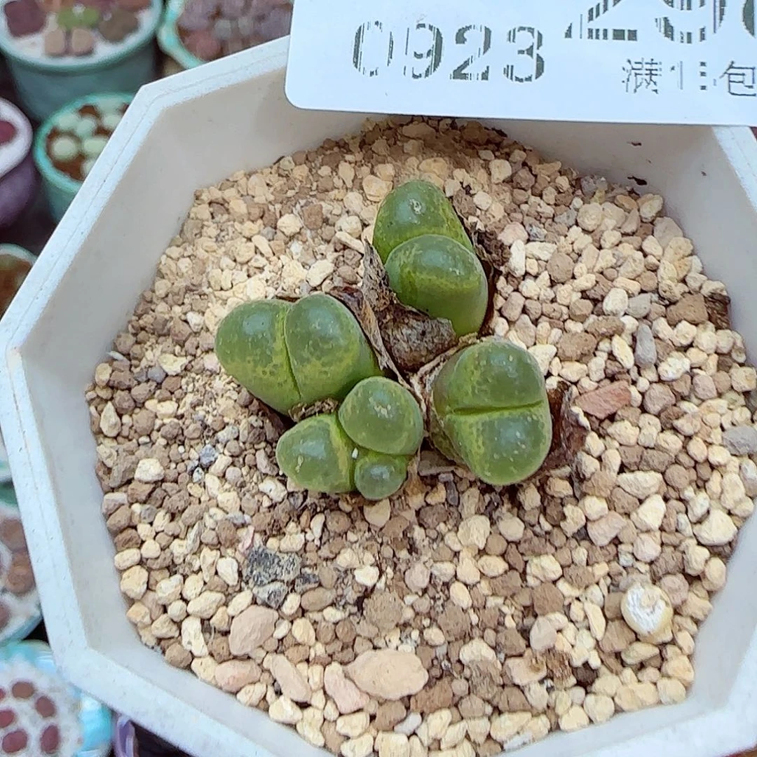 生石花满18包邮0923-298