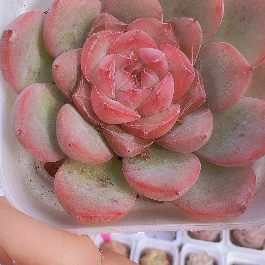 玉琴19包邮多肉植物