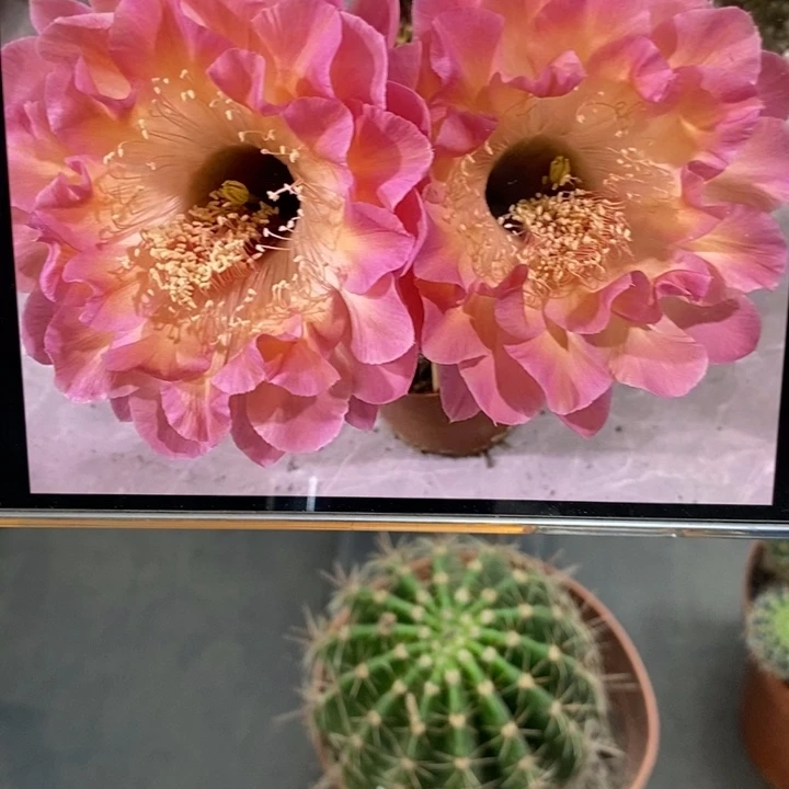 香香小桃红侧芽2.5公分左右