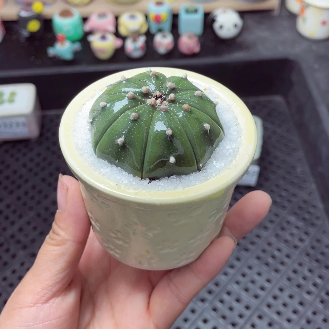 w3235 带盆土发货-零下地区拍保温箱