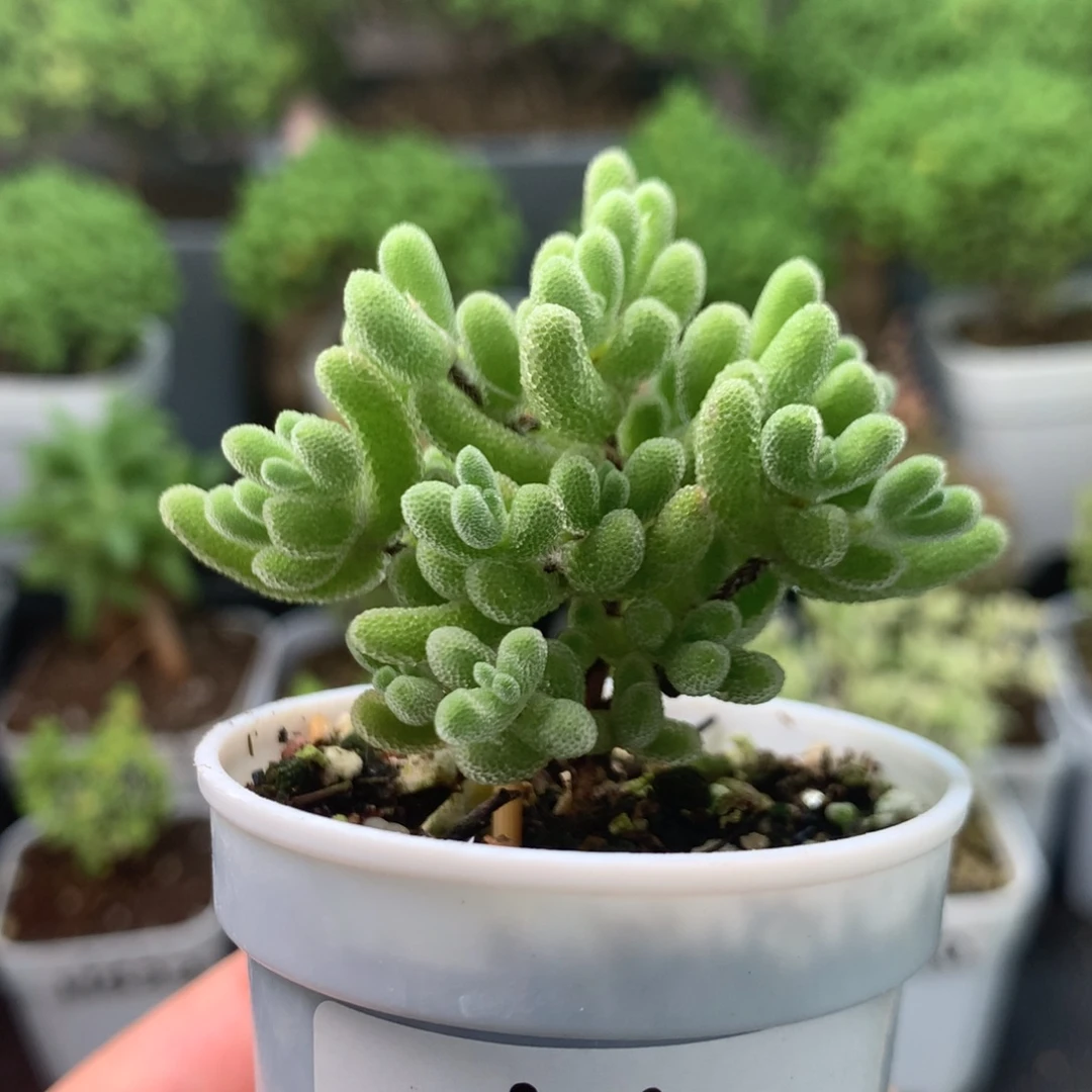 611小星星。