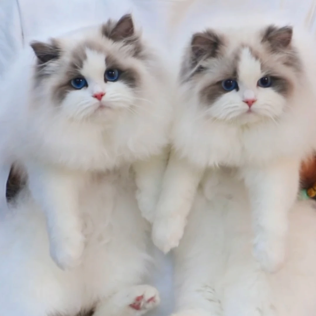 【金喜布偶猫舍】宠物活体猫咪新脸版甜美系可爱萌宠布偶猫