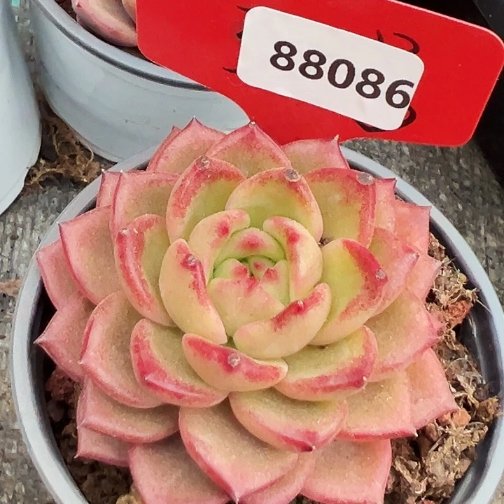 糖心       88086号