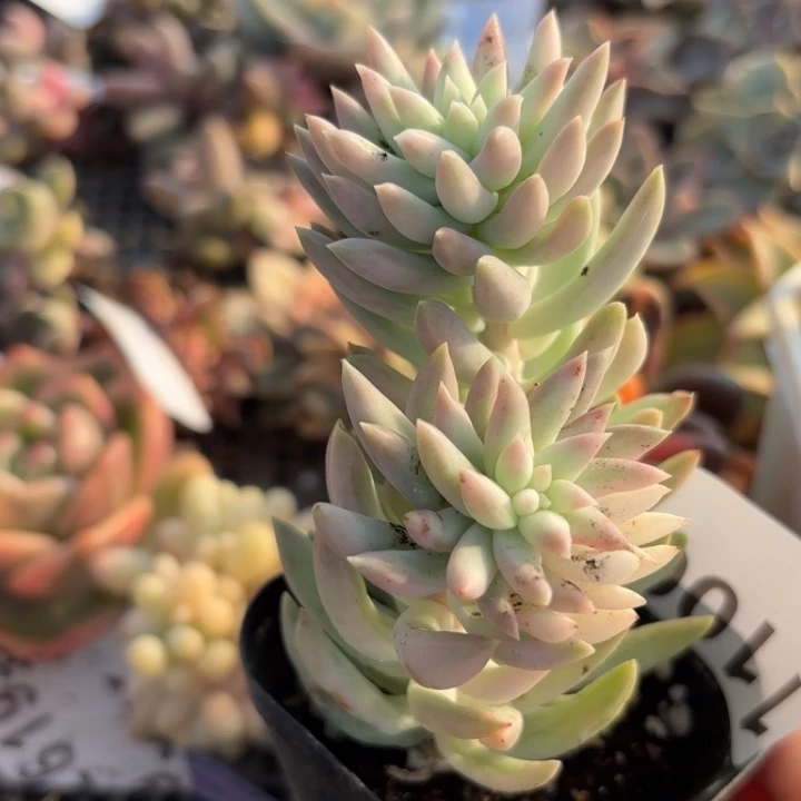 多肉植物满18包邮当场凑单