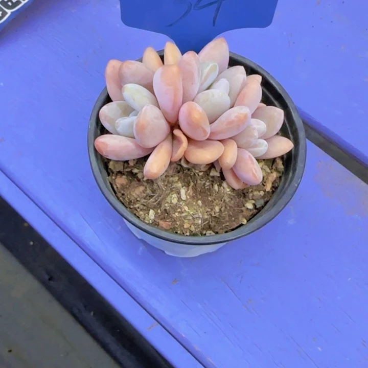 水*儿34多肉植物一物一拍