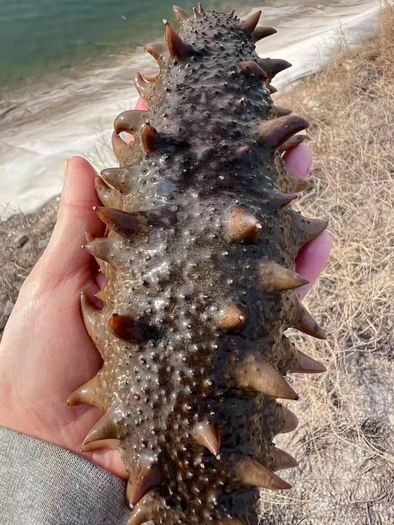 鲜活海参，（4-6头一斤）活海参