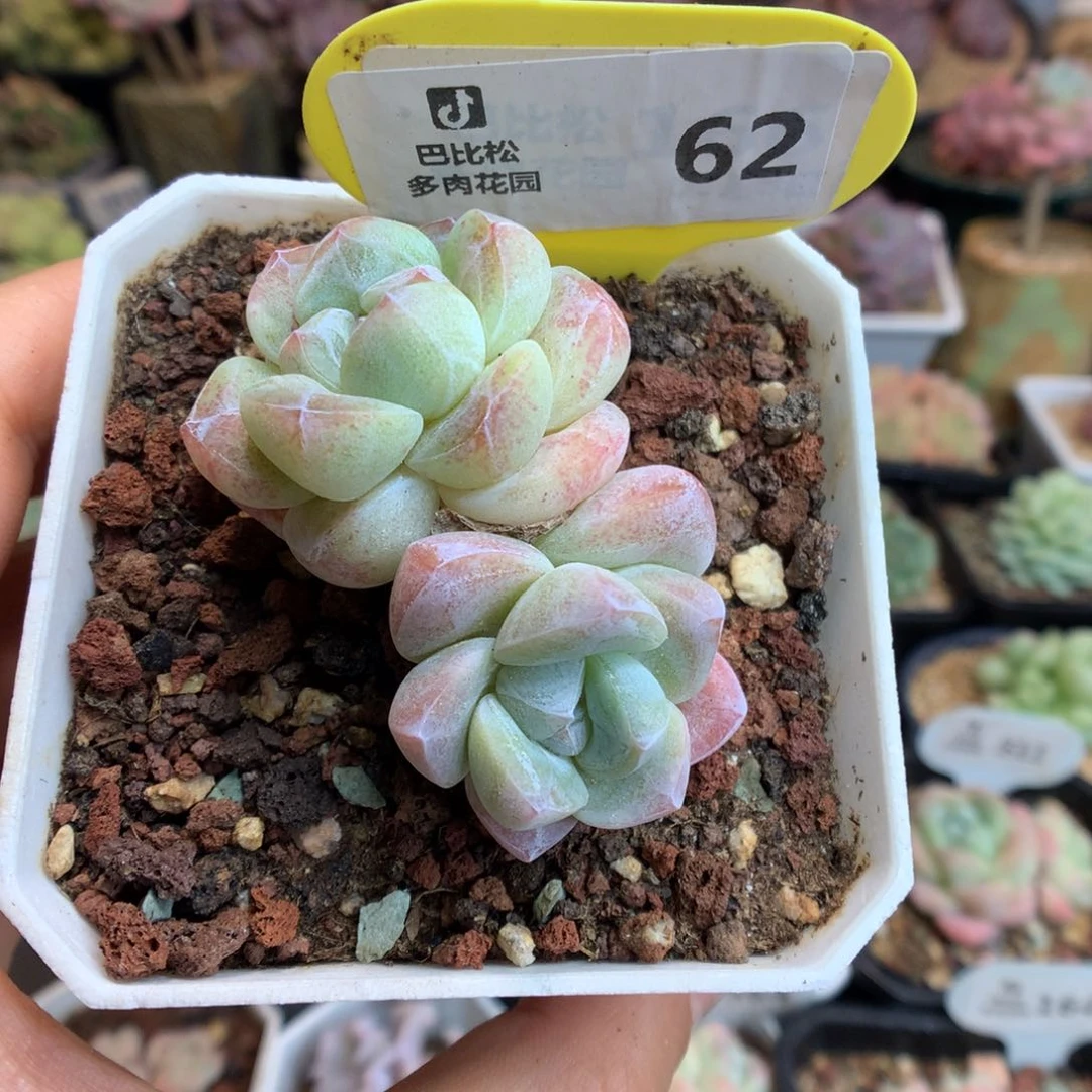 62双头冰玉多肉植物