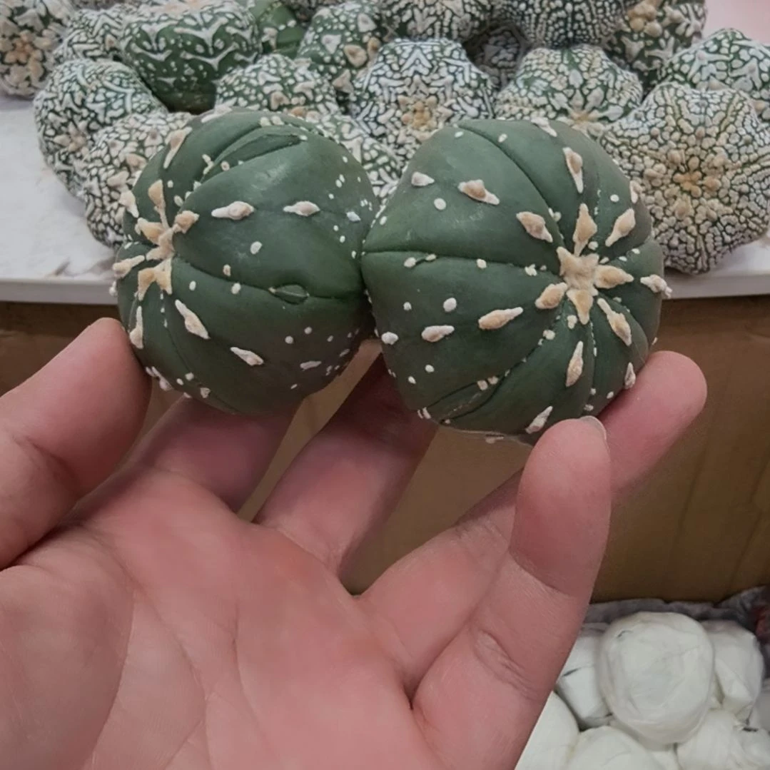 7***哥海星体带复棱双头琉璃连线