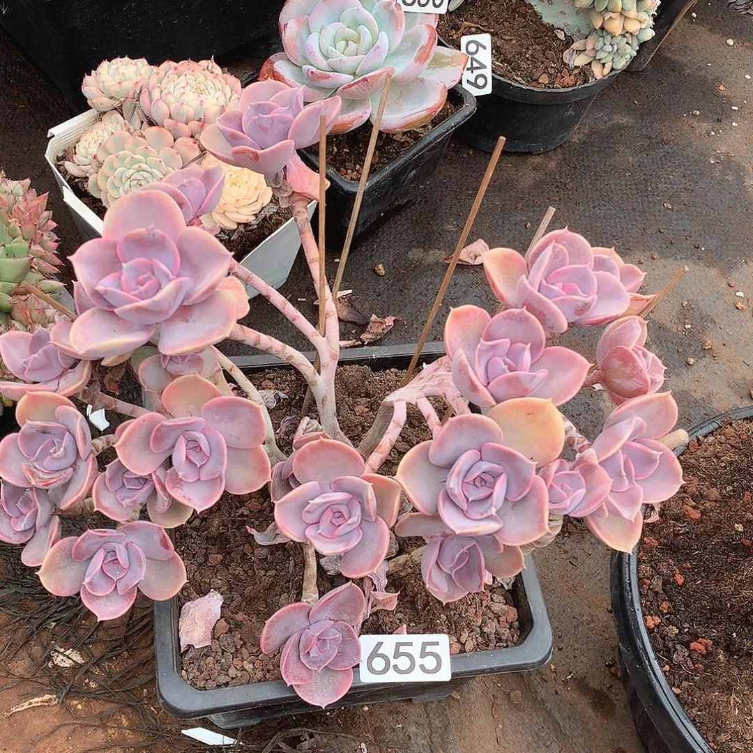 655朵朵一物一拍多肉