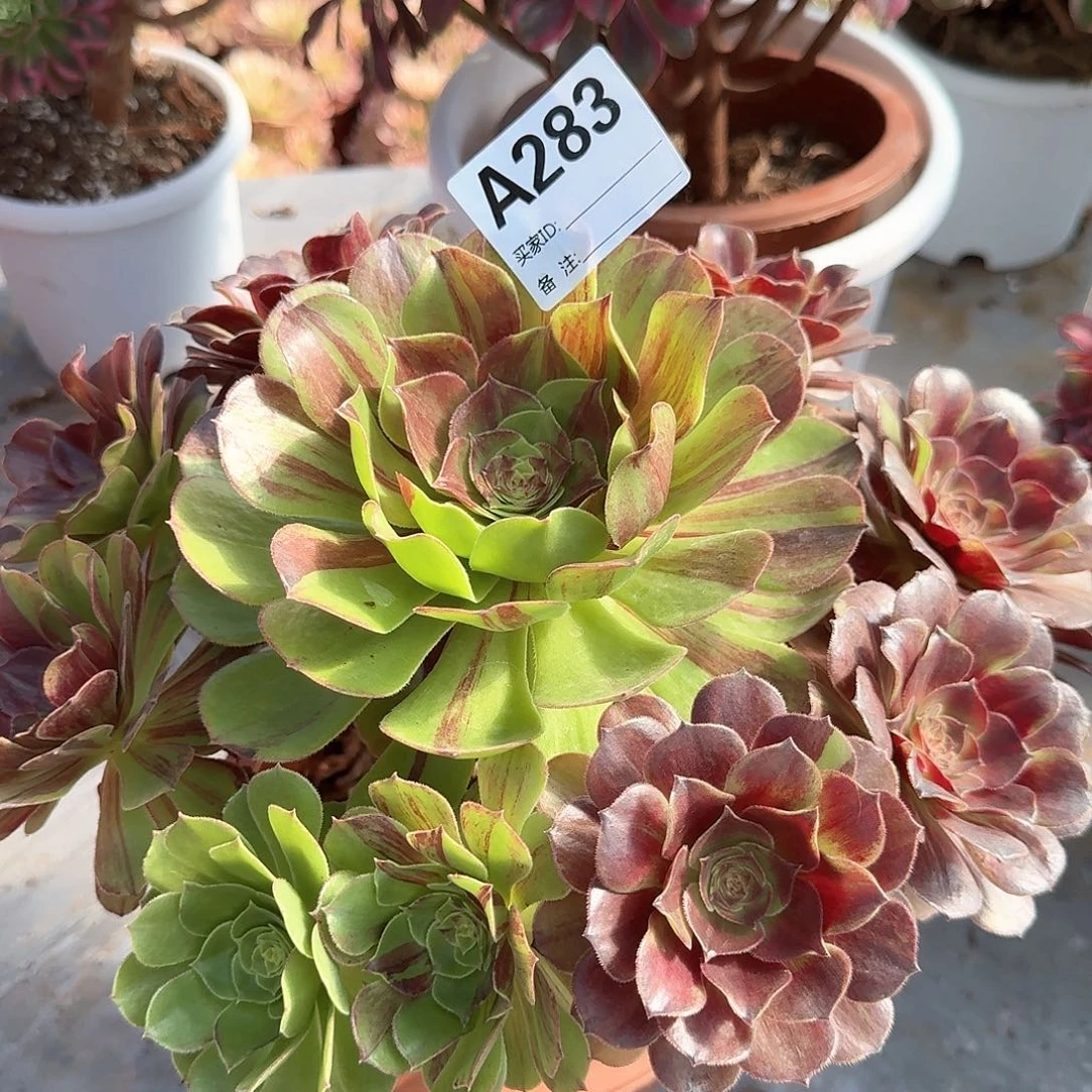 李***花月夜多肉法师283