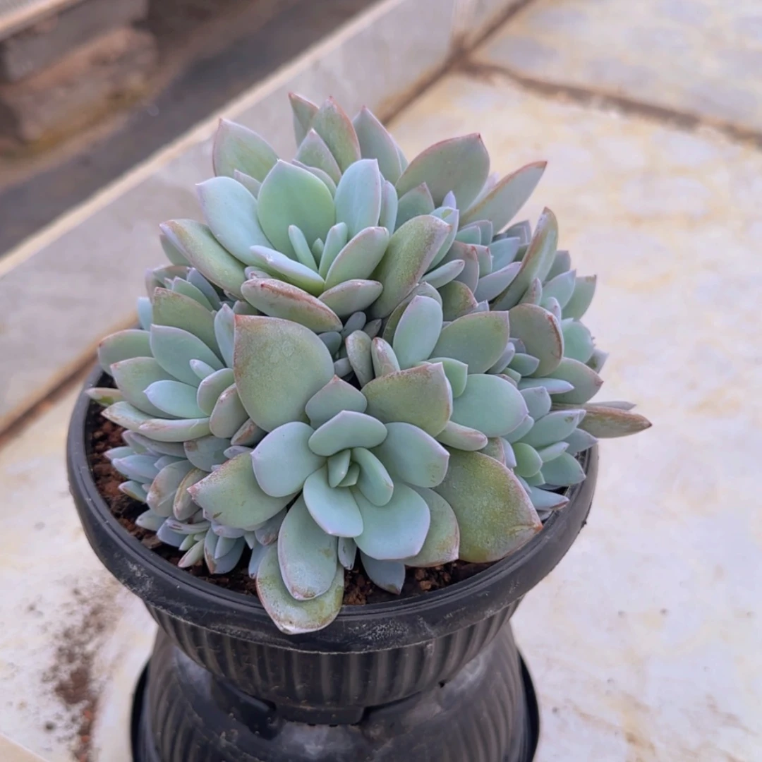 【闪购商品】群生奶茶十五个头起发158