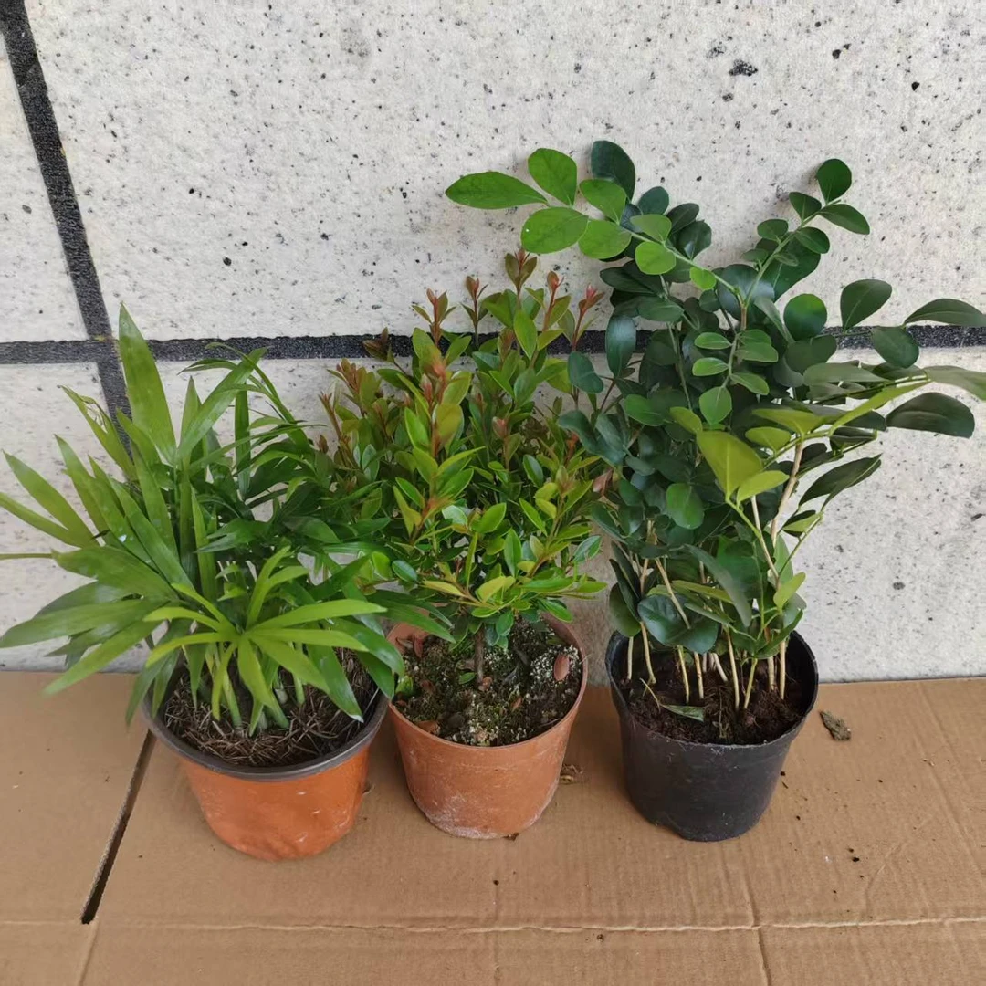 小叶赤楠袖珍叶九里香花卉盆栽老桩客厅办公室桌面摆件好养植物苗